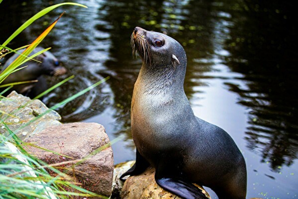 Siegel im AquaZoo Leeuwarden